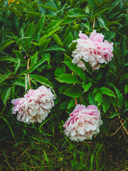 Three lush pink and white peonies with raindrops, blooming vibrantly amidst deep green foliage in a serene garden setting, capturing natural beauty and tranquility.