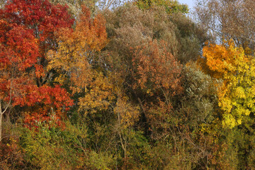 Fototapeta premium Colorful autumn leaves on the trees. 