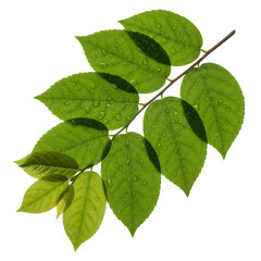 Fototapeta premium Fresh green leaves glistening with water droplets evoke a sense of natural beauty and renewal, ideal for eco-friendly designs