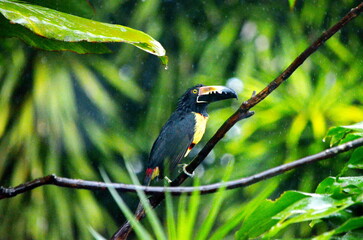 Collared aracari near Bijagua de Upala in Costa Rica.