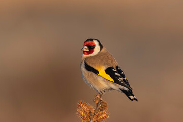 European Goldfinch standing on thorny plant