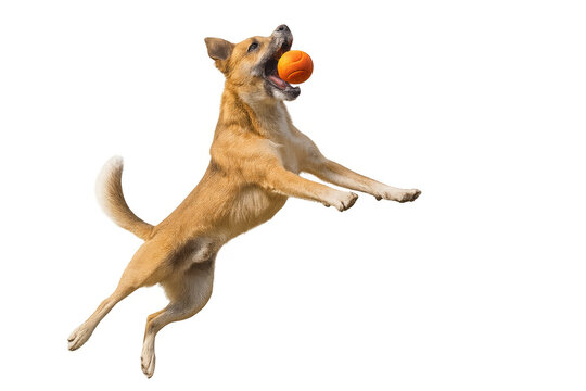 Happy dog jumping and catching orange ball in air, playing active game on transparent background
