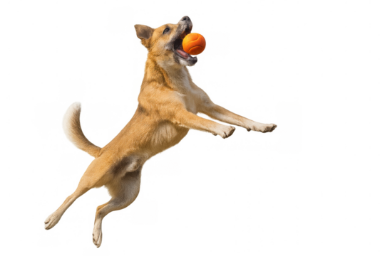 Happy dog jumping and catching orange ball in air, playing active game on transparent background