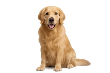 Obraz premium Golden retriever dog sitting, facing camera with open mouth, smiling, happy pet on transparent background