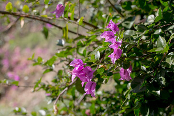 Obraz premium A vibrant cascade of pink Bougainvillea flowers blooming in a sunny garden. A concept of tropical beauty, exotic travel destinations, and the vivid colors of nature.