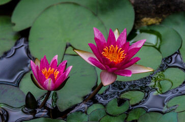 pink water lily