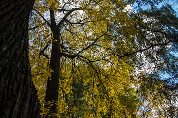 landscape of an autumn park. red and yellow leaves. autumn landscape. autumn nature. early autumn. space for text and free space. screensaver