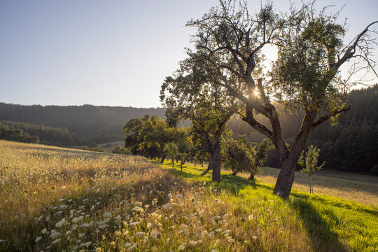Wild meadow with sunset and herbs in high grass and apple trees
