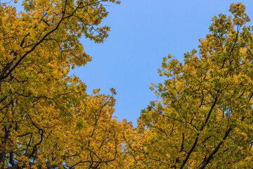 branches of trees with yellow and red leaves against a blue sky. autumn trees. colorful autumn screensaver. autumn landscape