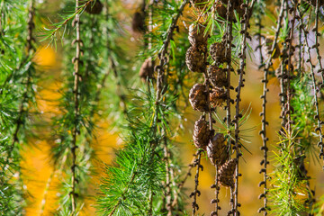 cones on a beautiful blurred background with highlights and bokeh. colorful autumn nature photo. autumn colors. close-up. autumn forest. screensaver. background