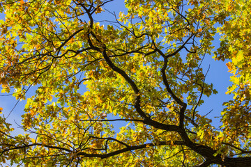branches of trees with yellow and red leaves against a blue sky. autumn trees. colorful autumn screensaver. autumn landscape
