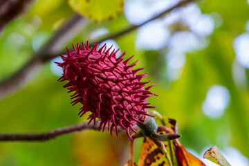 a ripe magnolia fruit on a blurred background. general plan. bright, ripe, and healthy berries with vitamins.