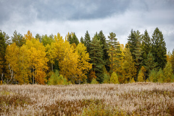 Autumn forest with vibrant yellow birch and green pine trees under a moody cloudy sky, bordering a dry grass meadow &mdash; serene, seasonal, and atmospheric nature scene.