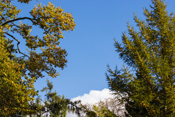 branches of trees with yellow and red leaves against a blue sky. autumn trees. colorful autumn screensaver. autumn landscape