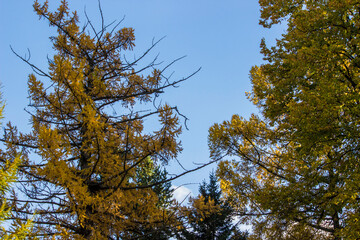 branches of trees with yellow and red leaves against a blue sky. autumn trees. colorful autumn screensaver. autumn landscape