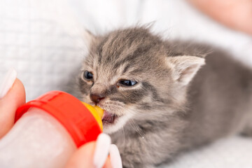 An adorable and loving kitten feeding from a bottle, so cute © Vera Aksionava