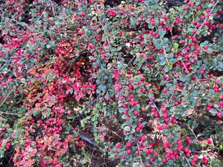 Close-up of Cotoneaster horizontalis, commonly known as Rock Cotoneaster, featuring dense branches covered with small red berries and glossy oval leaves turning reddish in autumn. 