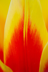 yellow tulip closeup