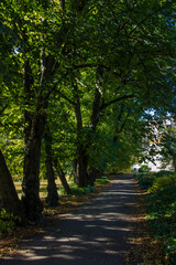 Naklejka premium landscape of an autumn park. red and yellow leaves. autumn landscape. autumn nature. early autumn. space for text and free space. screensaver