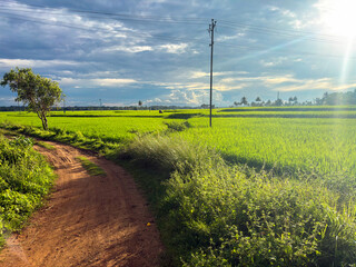 Wide view of a vibrant green rice paddy field with clear blue sky, showcasing agricultural landscape in rural area.
