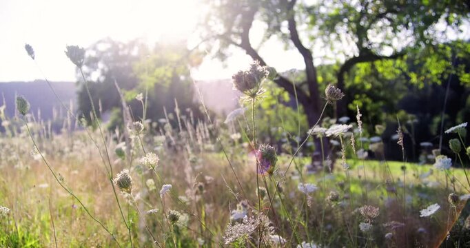 Wild meadow with sunset and herbs in high grass close up