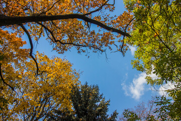 branches of trees with yellow and red leaves against a blue sky. autumn trees. colorful autumn screensaver. autumn landscape