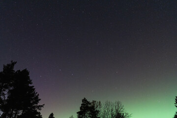 Naklejka premium Starry night sky with green and purple Aurora Borealis (Northern Lights) glowing over a forest silhouette in Estonia.