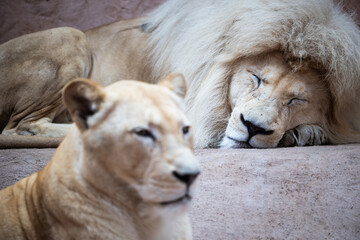 A magnificent male lion with a white mane sleeps peacefully while a lioness keeps watch in the foreground. The scene captures the deep bond and quiet strength of these powerful predators.