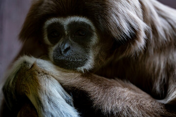 A poignant close-up portrait of a gibbon resting its head on its arm in a thoughtful, melancholic...