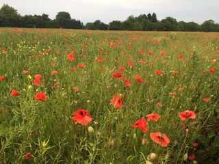 field of red poppies