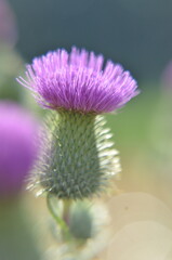 purple thistle flower