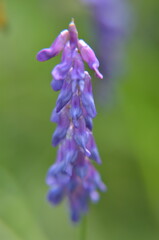 close up of a lavender flower