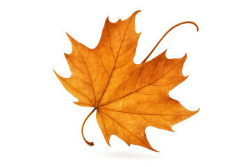 Fototapeta premium Golden maple leaf representing autumn season changing colors, fall nature elements, deciduous plant on transparent background