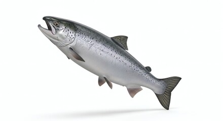 Salmon Fish Isolated Fresh Seafood, Healthy Eating, Omega-3, isolated on white background