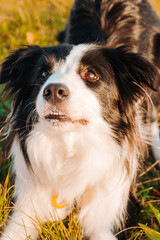 An obedient black and white border Collie dog lies in a meadow following commands