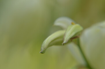 lily of the valley