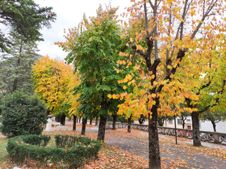 Autumn landscape featuring vibrant yellow and green trees lining a peaceful pathway, showcasing the beauty of fall foliage in a serene park setting