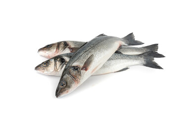 European seabass or Dicentrarchus labrax, whole raw labrax, branzino fish, European bass