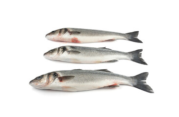 European seabass or Dicentrarchus labrax, whole raw labrax, branzino fish, European bass
