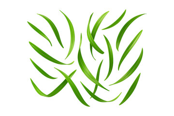 Obraz premium 3D Realistic Grass Blades Isolated on a Transparent Background