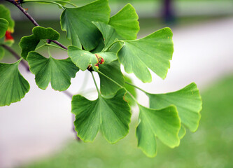 Branch with leaves of Ginkgo biloba tree