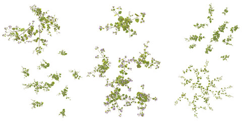 Collection of Ageratum plants on transparent background from the top view