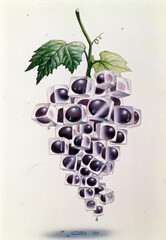 Color illustration of a bunch of grapes.