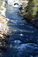 river flowing into the forest
