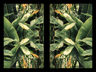 Tropical foliage arranged in diptych mirrored layout