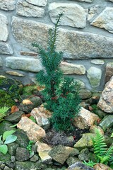 Yew, Taxus baccata var. David, with red berries and poisonous seeds inside. Common yew in rustic garden with stone wall and rocks.