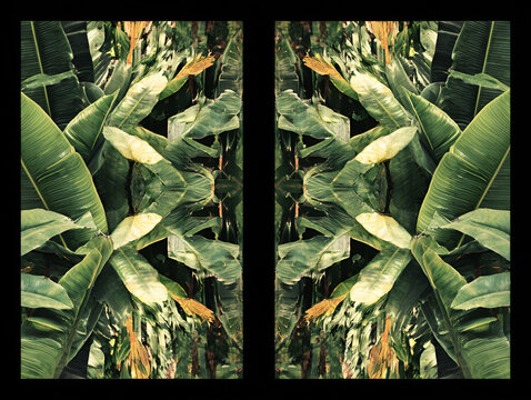 Tropical foliage arranged in diptych mirrored layout