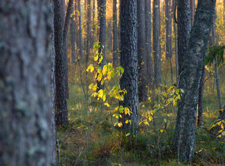tree in the forest,autumn