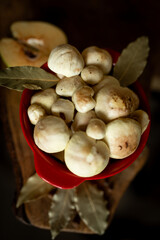 Fresh slippery jack mushrooms with bay leaf and quince on rustic background