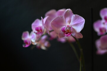 Fototapeta premium purple orchid on black